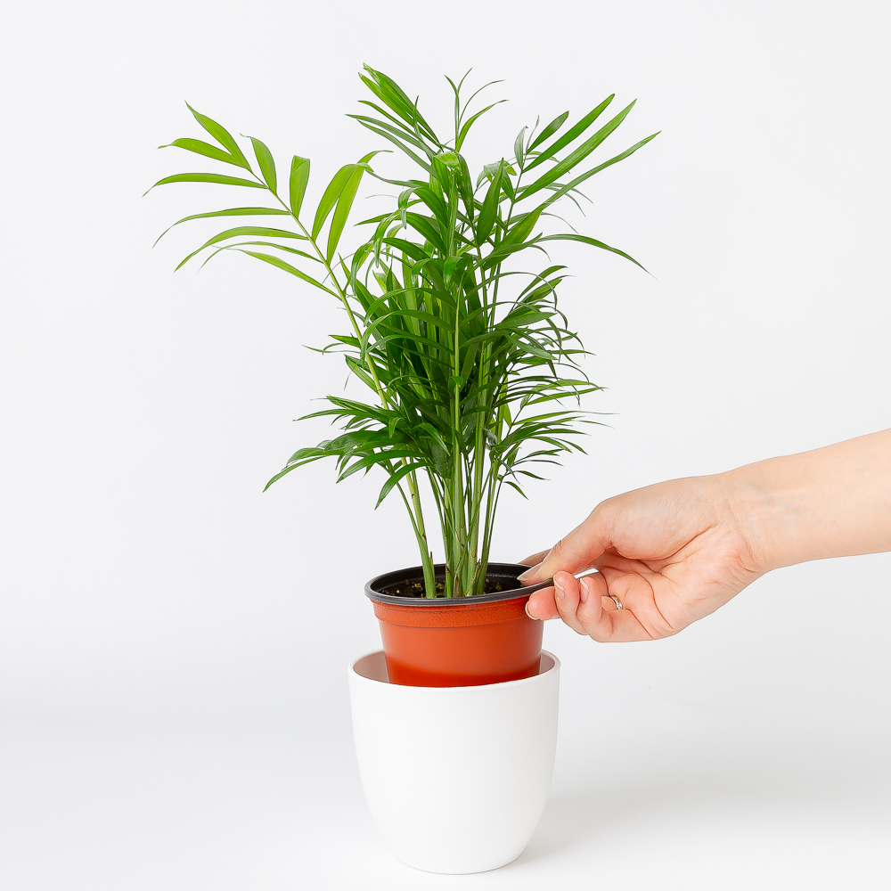 테이블야자 플랜테리어 화초 키우기 쉬운 음지 반려식물 인테리어 넝쿨 덩굴 실내공기정화식물