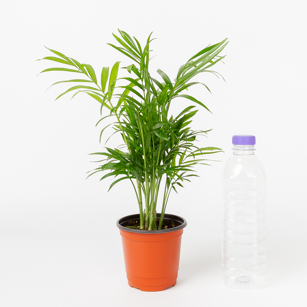 테이블야자 플랜테리어 화초 키우기 쉬운 음지 반려식물 인테리어 넝쿨 덩굴 실내공기정화식물