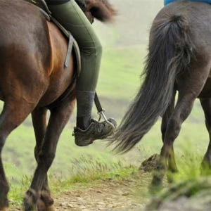 아이슬란드 레이캬비크  골든 서클 및 승마 일일 투어 솔직 후기 | 실사용자 리뷰 분석 - 상품 이미지 4