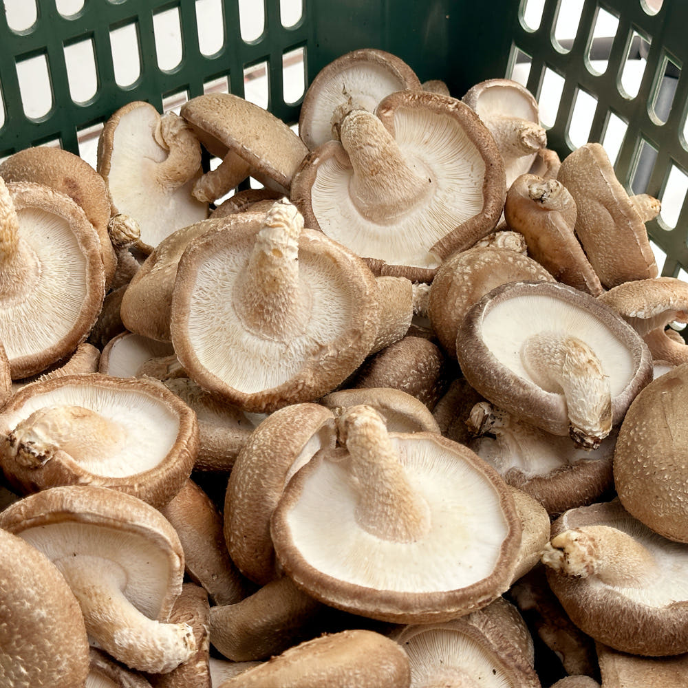 왕송농원 무농약 업소용 실속형 표고버섯 1kg,건표고버섯 100g 건표고칩 100g : 왕송농원