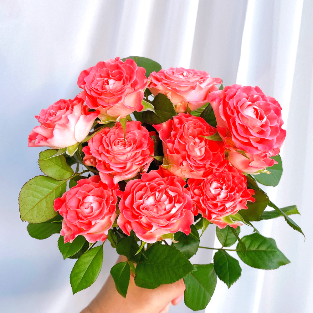 페어플장미 핑크색꽃 생화 꽃다발 꽃 배송 택배 배달 싼곳 양재꽃시장 꽃선물 - 상세 이미지 2