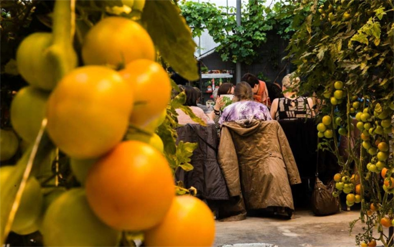 아이슬란드 일일 투어 레이캬비크의 골든 서클 및 프리드헤이마르 온실 이미지 4