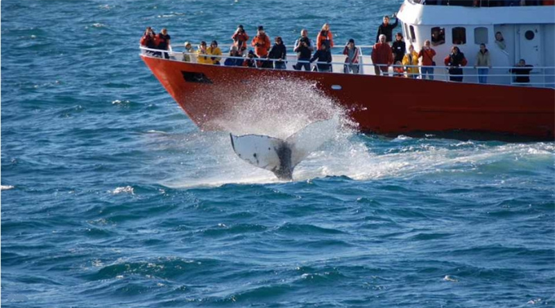아이슬란드  레이캬비크 고래 투어 이미지 2