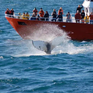 아이슬란드  레이캬비크 고래 투어 솔직 후기 | 실사용자 리뷰 분석 - 상품 이미지 2