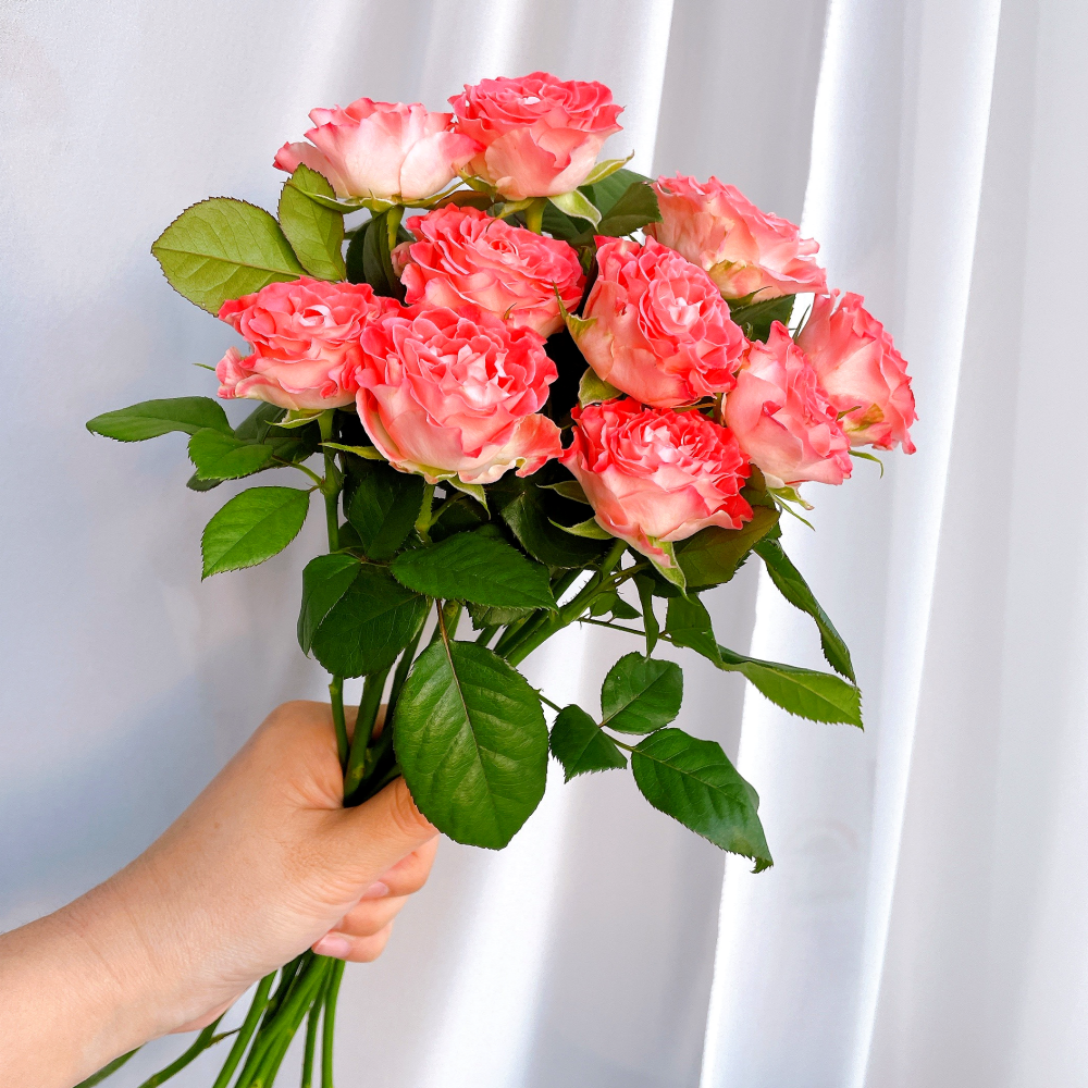 페어플장미 핑크색꽃 생화 꽃다발 꽃 배송 택배 배달 싼곳 양재꽃시장 꽃선물 - 메인 이미지