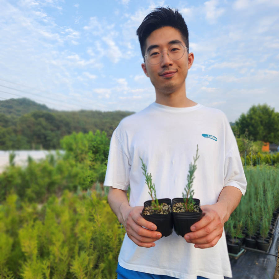 블루애로우 향나무 3년 40~50cm 수입 포트묘 이미지 8