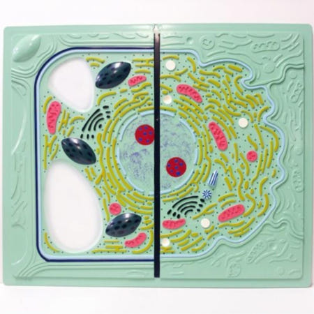 고빅고홈협력사 동물세포 식물세포 비교 공통점 차이점 관찰 학습용 아이교육 중등교구 과학물품