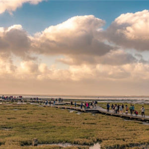 대만  타이중 고미습지 일몰 반나절 투어 (타이중 출발) 솔직 후기 | 실사용자 리뷰 분석 - 상품 이미지 2