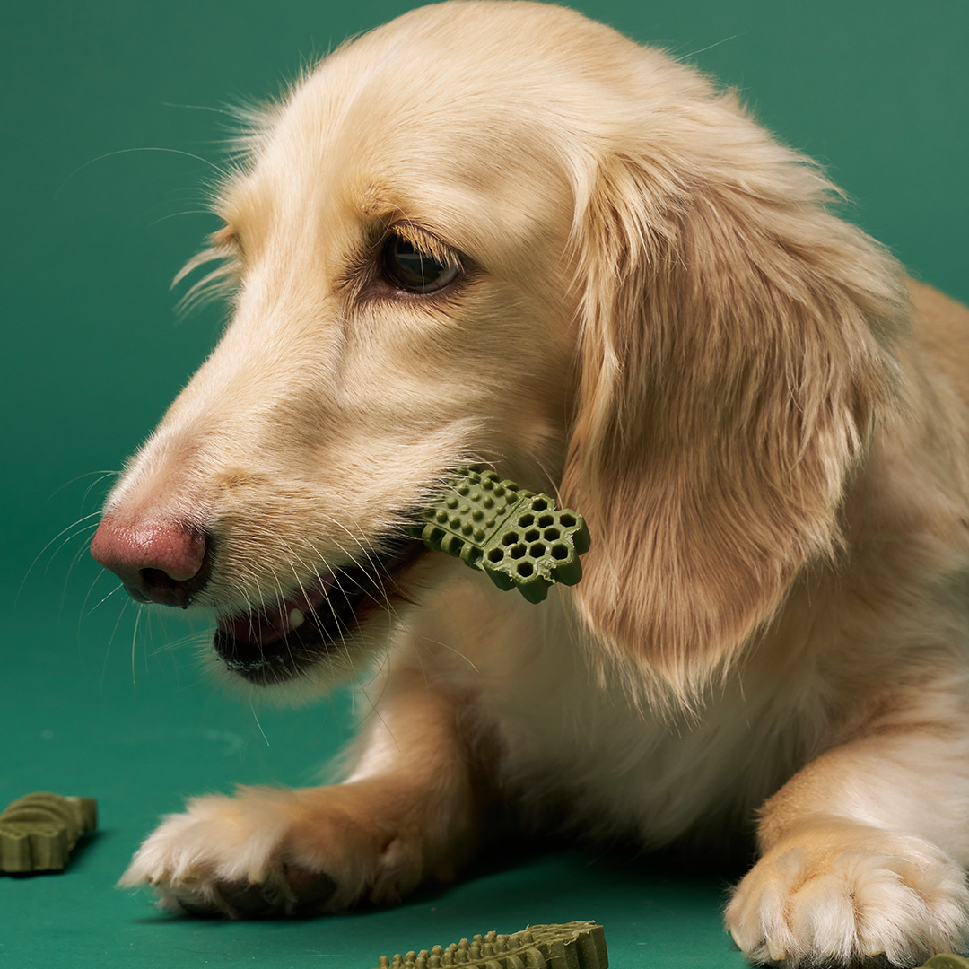 플라고 강아지덴탈껌 양치 치석 입냄새 제거 3D 스케일링껌 오리지널 7개입 1+1