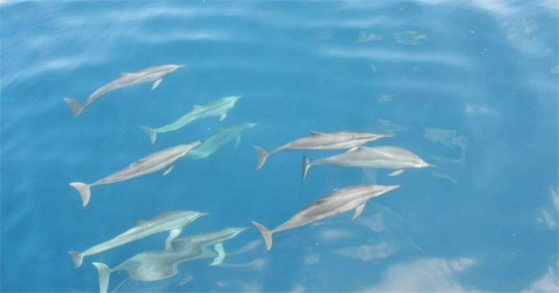 대만 이란 | 귀산도 반나절 투어|섬 투어, 돌고래 구경 이미지 3