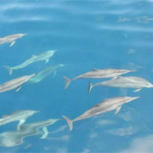 대만 이란 | 귀산도 반나절 투어｜섬 투어, 돌고래 구경 솔직 후기 | 실사용자 리뷰 분석 - 상품 이미지 3