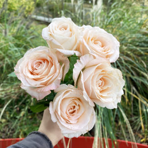 생화 랜덤 장미 5송이 꽃배달 싼곳 양재꽃시장 생화택배 솔직 후기 | 실사용자 리뷰 분석 - 상품 이미지 2