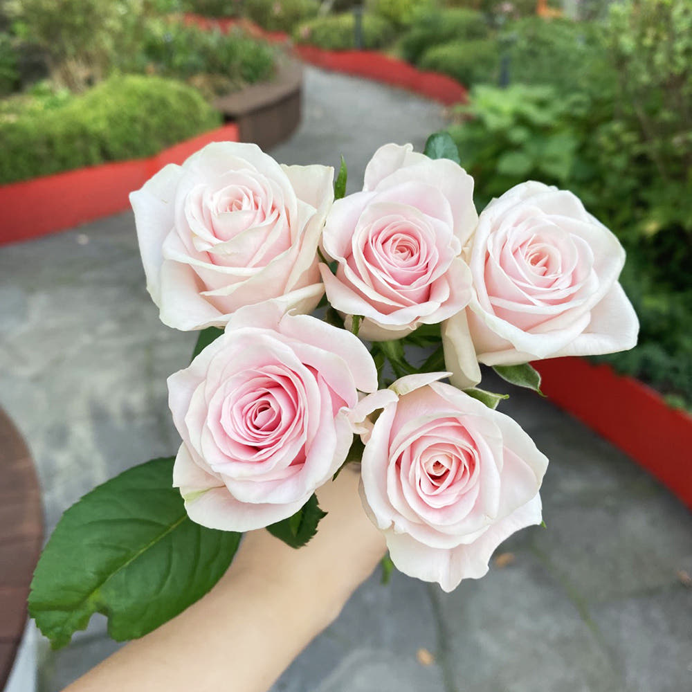 오후의 꽃 생화 랜덤 장미 5송이 꽃배달