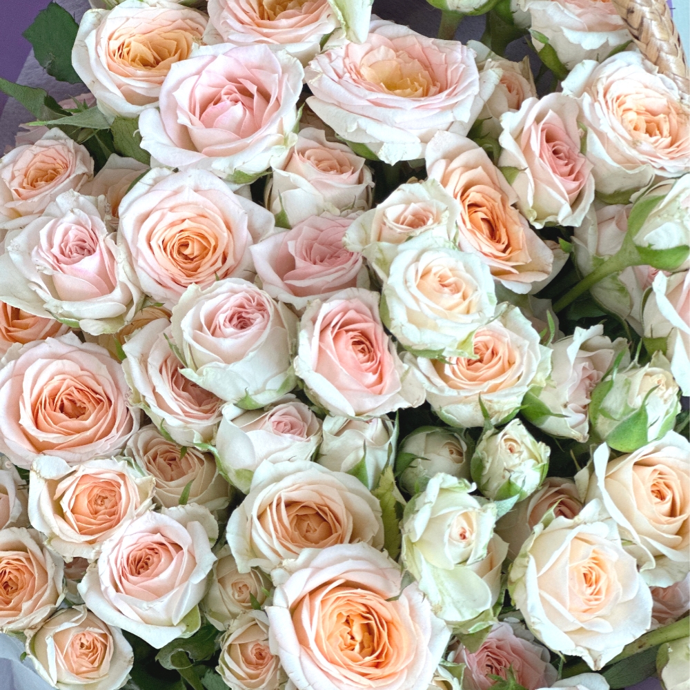 리틀캠든 미니 장미 100송이 생화택배 생화꽃다발 정기구독 이미지 4