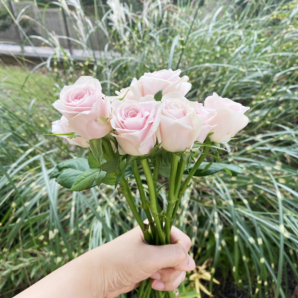 생화 랜덤 장미 5송이 꽃배달 싼곳 양재꽃시장 생화택배 이미지 3