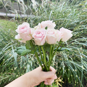 생화 랜덤 장미 5송이 꽃배달 싼곳 양재꽃시장 생화택배 솔직 후기 | 실사용자 리뷰 분석 - 상품 이미지 3