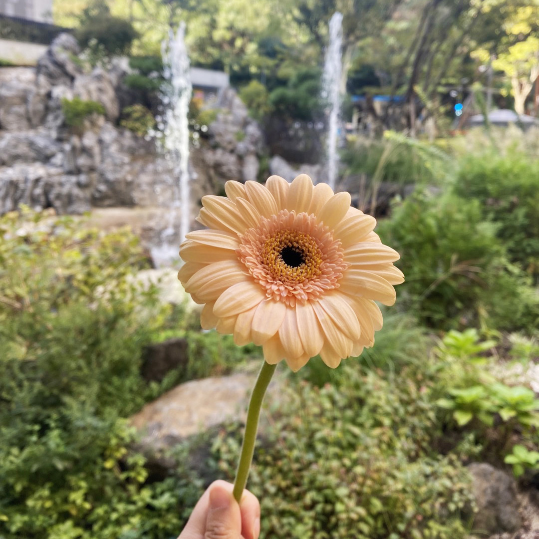 거베라 한송이 생화택배 꽃다발 꽃배달 싼곳 양재꽃시장 이미지 2