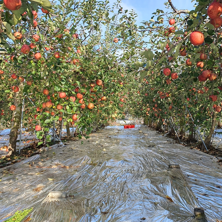 무설탕 문경 명품 생사과즙 100% 원물 착즙 120ml x 50포