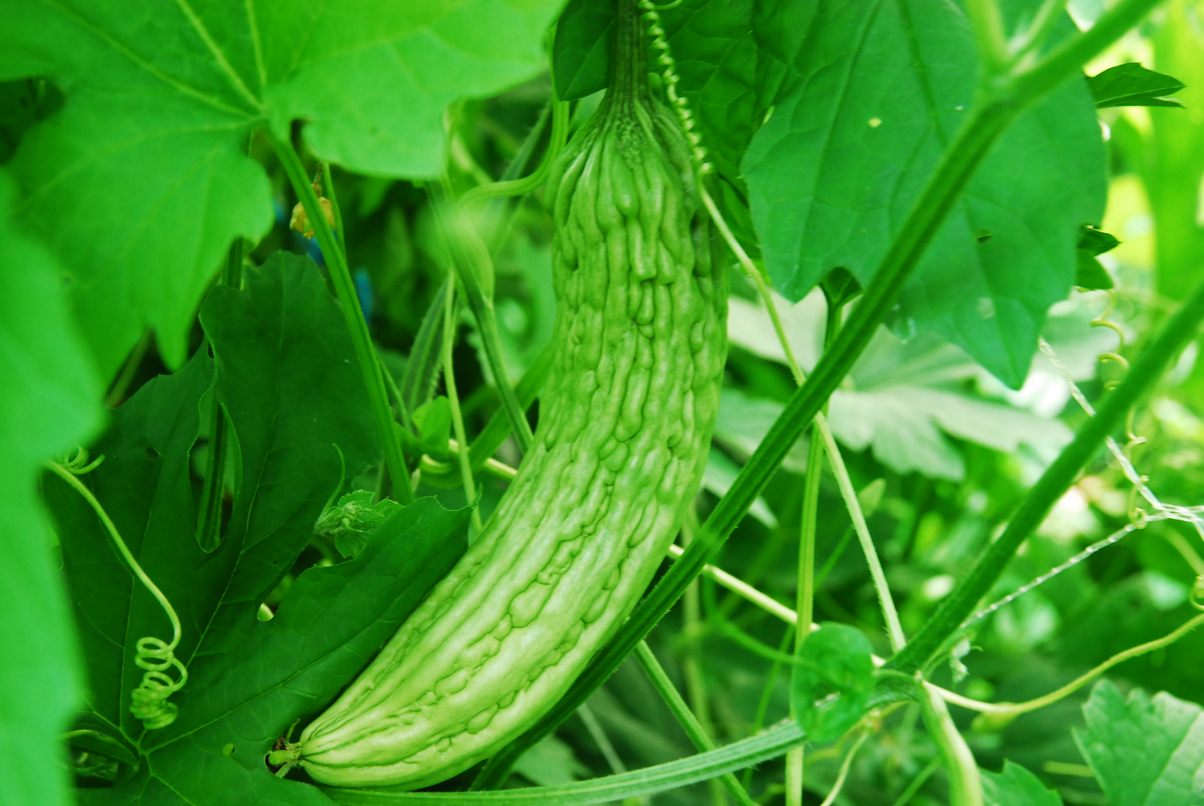 시골장터 여주 즙 50포 100ml 진액 백두대간 건강나라 국내산 국산 100% 이미지 4