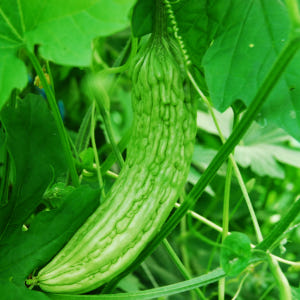 시골장터 여주 즙 50포 100ml 진액 백두대간 건강나라 국내산 국산 ... 맛있게 먹은 솔직 후기 - 상품 이미지 4