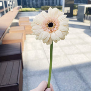 거베라 한송이 생화택배 꽃다발 꽃배달 싼곳 양재꽃시장 솔직 후기 | 실사용자 리뷰 분석 - 상품 이미지 4