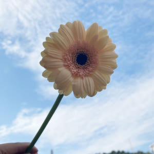 거베라 한송이 생화택배 꽃다발 꽃배달 싼곳 양재꽃시장 솔직 후기 | 실사용자 리뷰 분석 - 상품 이미지 3