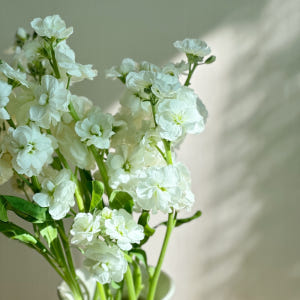 리틀캠든 스토크 2송이 스톡 생화 합리적인 온라인꽃집 솔직 후기 | 실사용자 리뷰 분석 - 상품 이미지 3