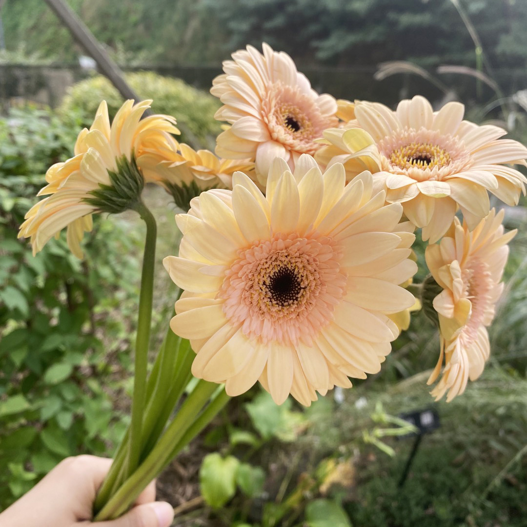 거베라 한송이 생화택배 꽃다발 꽃배달 싼곳 양재꽃시장 솔직 후기 | 실사용자 리뷰 분석 - 대표 이미지