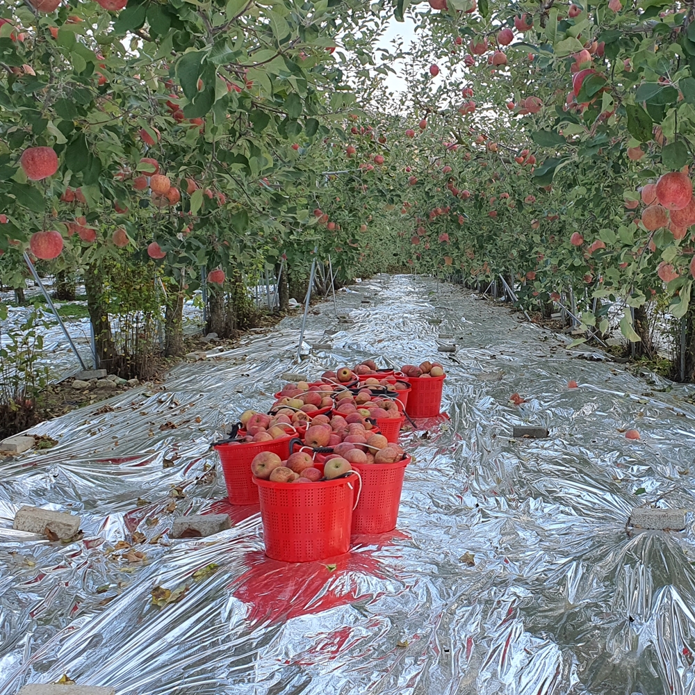 무설탕 문경 명품 생사과즙 100% 원물 착즙 120ml x 50포