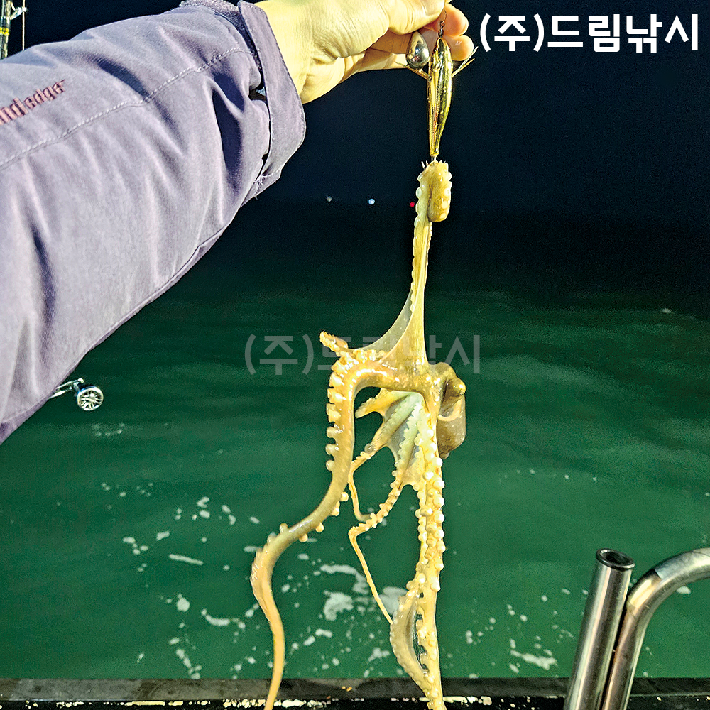 카포스 세네 타코 에기 만세기 쎄네 문어 돌문어 피문어 왕갑오징어 CENE : 드림낚시 본점