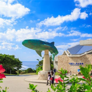 정기 관광버스 B코스 츄라우미(美ら海) 수족관과 나키진구스쿠(今帰仁城) ... 솔직 후기 | 실사용자 리뷰 분석 - 상품 이미지 3