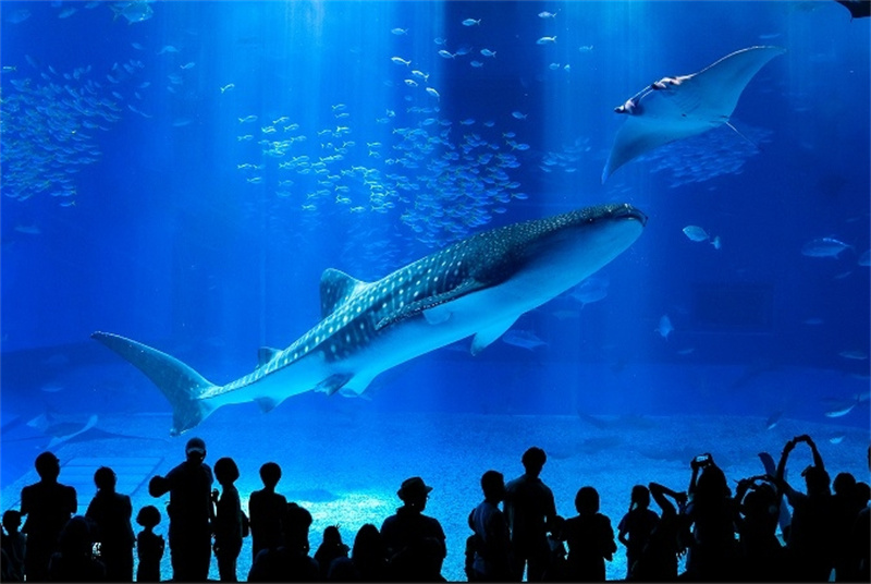 정기 관광버스 B코스 츄라우미(美ら海) 수족관과 나키진구스쿠(今帰仁城) 성터 이미지 4