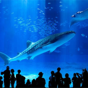 정기 관광버스 B코스 츄라우미(美ら海) 수족관과 나키진구스쿠(今帰仁城) ... 솔직 후기 | 실사용자 리뷰 분석 - 상품 이미지 4