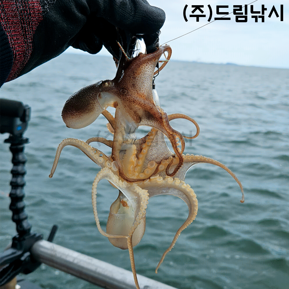 카포스 세네 타코 에기 만세기 쎄네 문어 돌문어 피문어 왕갑오징어 CENE : 드림낚시 본점