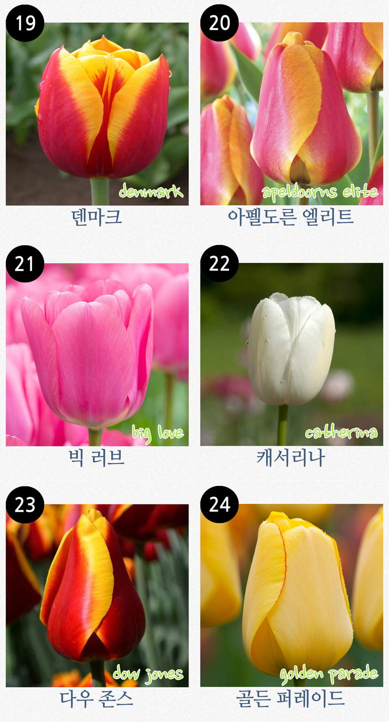 tulip_all_복사111.jpg
