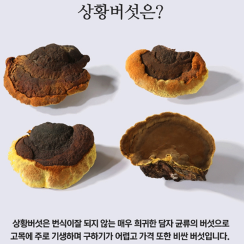류충현 상황버섯 균사체 100% 분말 베타글루칸 SOD 폴리페놀 약용버섯 300g, 1개 이미지 2