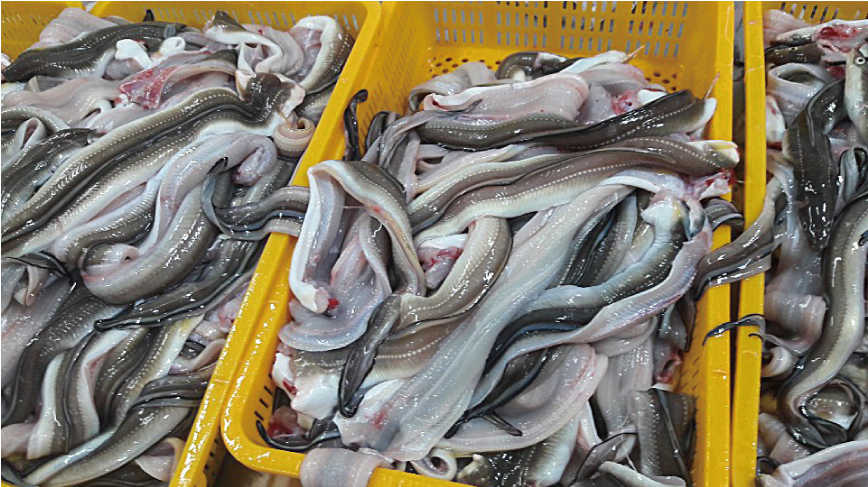 바다의보양식 장어2kg - 상세 이미지 3