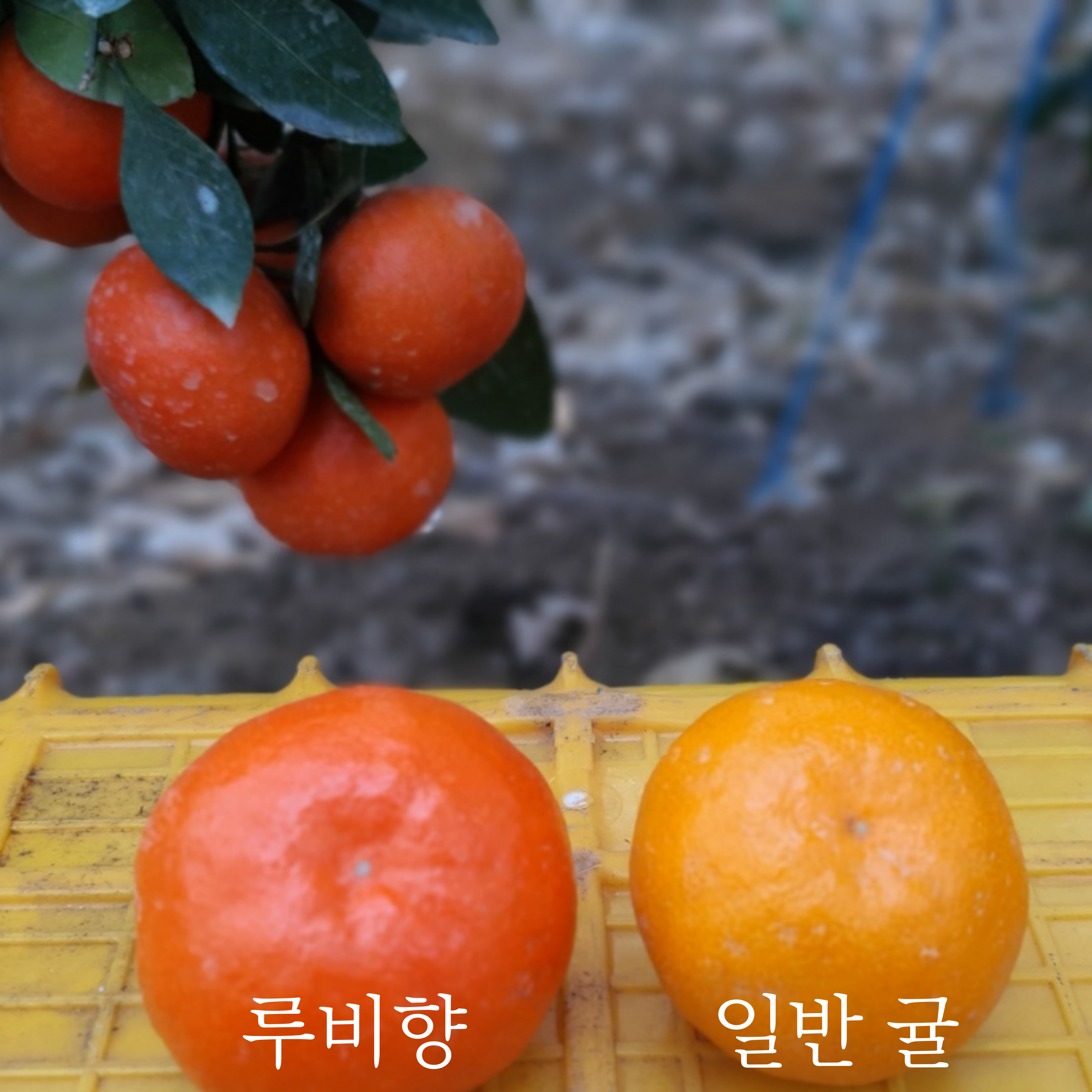 제주 꽃귤 윈터프린스 레드향 천혜향 한라봉 카라향 신비향 수라향 미향감귤 오도리 황금향 홍미향 2kg 3kg 5kg 이미지 8