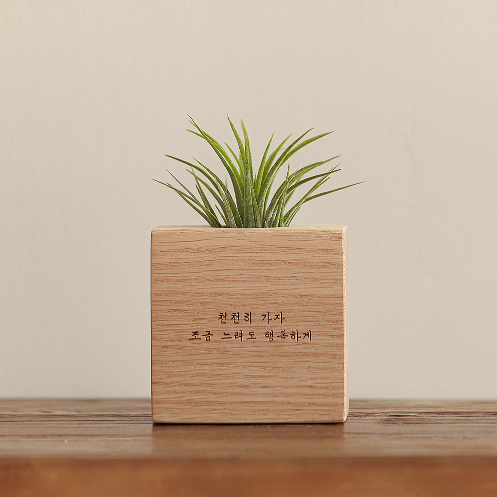 원목 각인 실내공기정화식물 틸란드시아 이오난사 화분 A타입