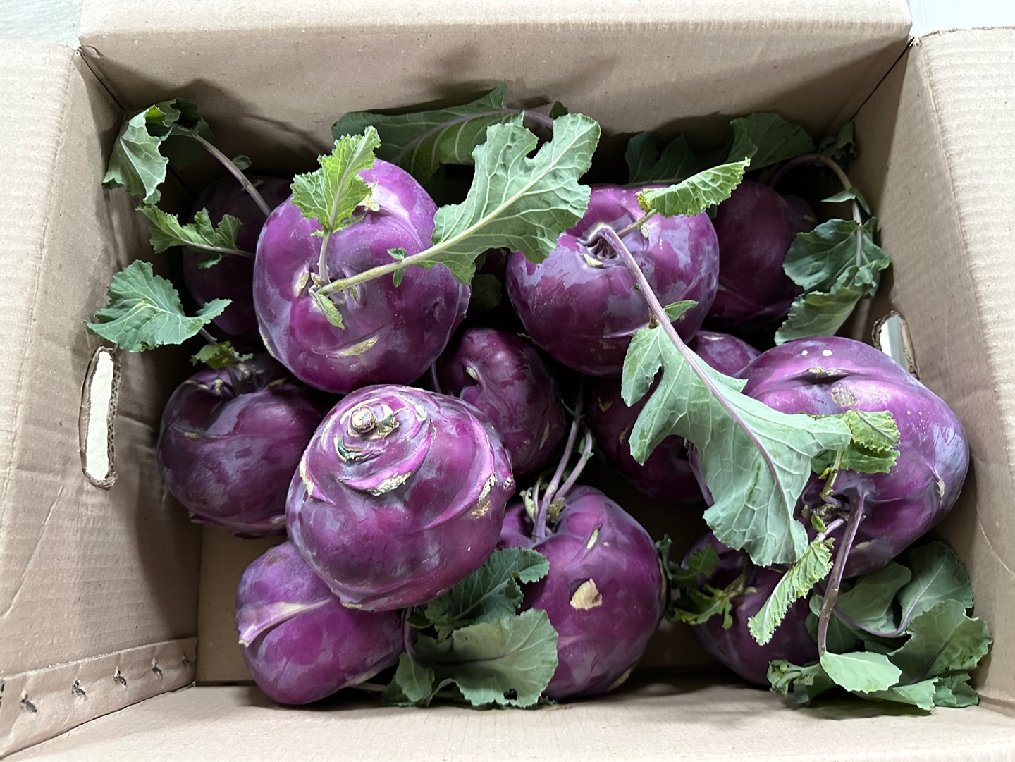 신선마켓 제주 콜라비 5kg 1박스 - 상세 이미지 5