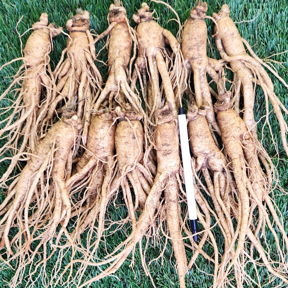 금산인삼 난발삼 파삼 중 난발삼 1채 750g 맛있게 먹은 솔직 후기 - 대표 이미지