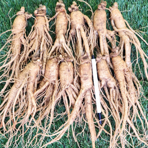 금산인삼 난발삼 파삼 중 난발삼 1채 750g 맛있게 먹은 솔직 후기 - 상품 이미지 1