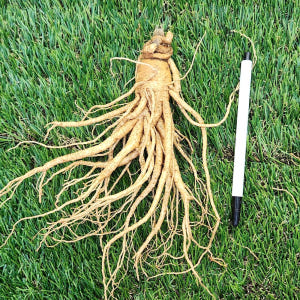 금산인삼 난발삼 파삼 중 난발삼 1채 750g 맛있게 먹은 솔직 후기 - 상품 이미지 4