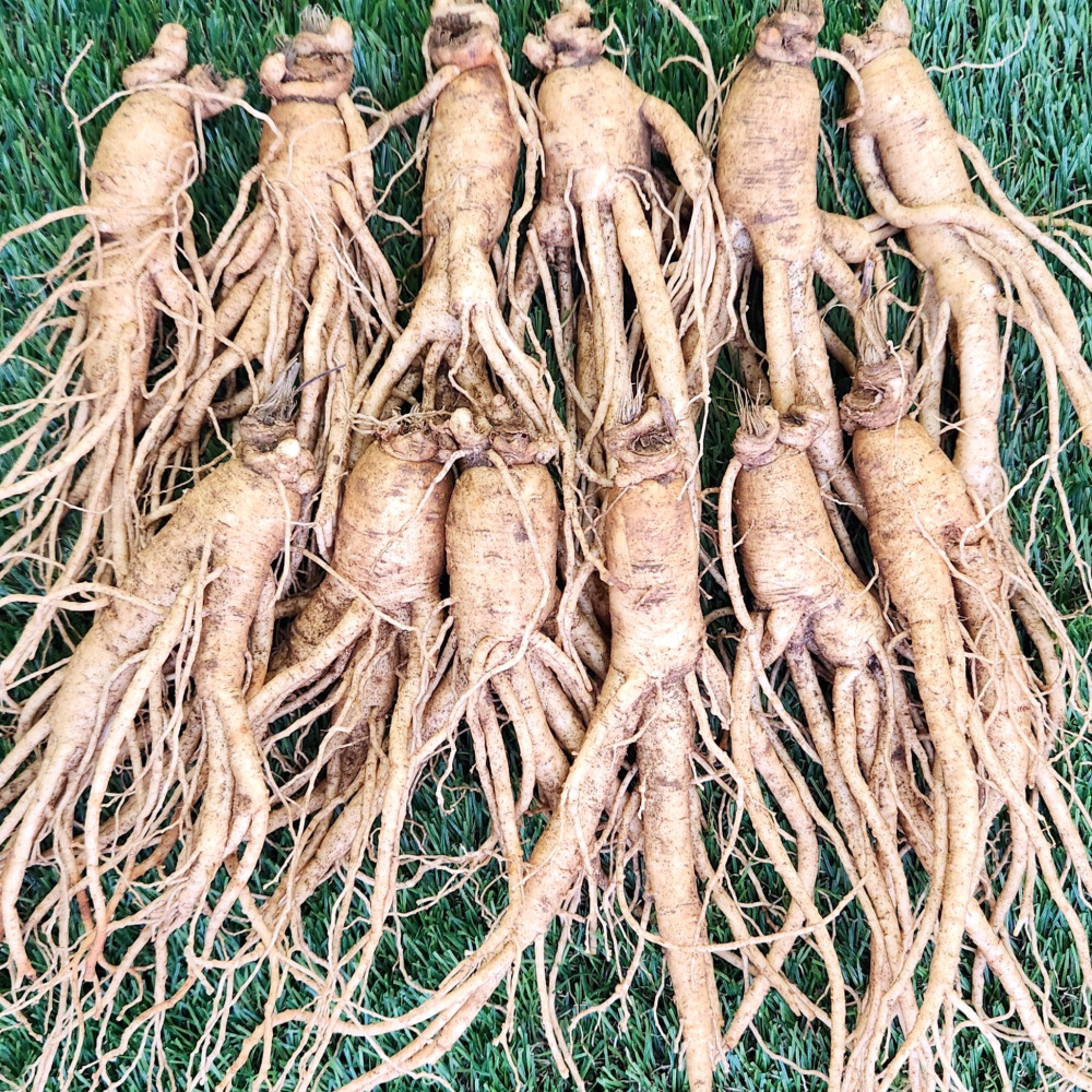 금산인삼 난발삼 파삼 중 난발삼 1채 750g 이미지 2