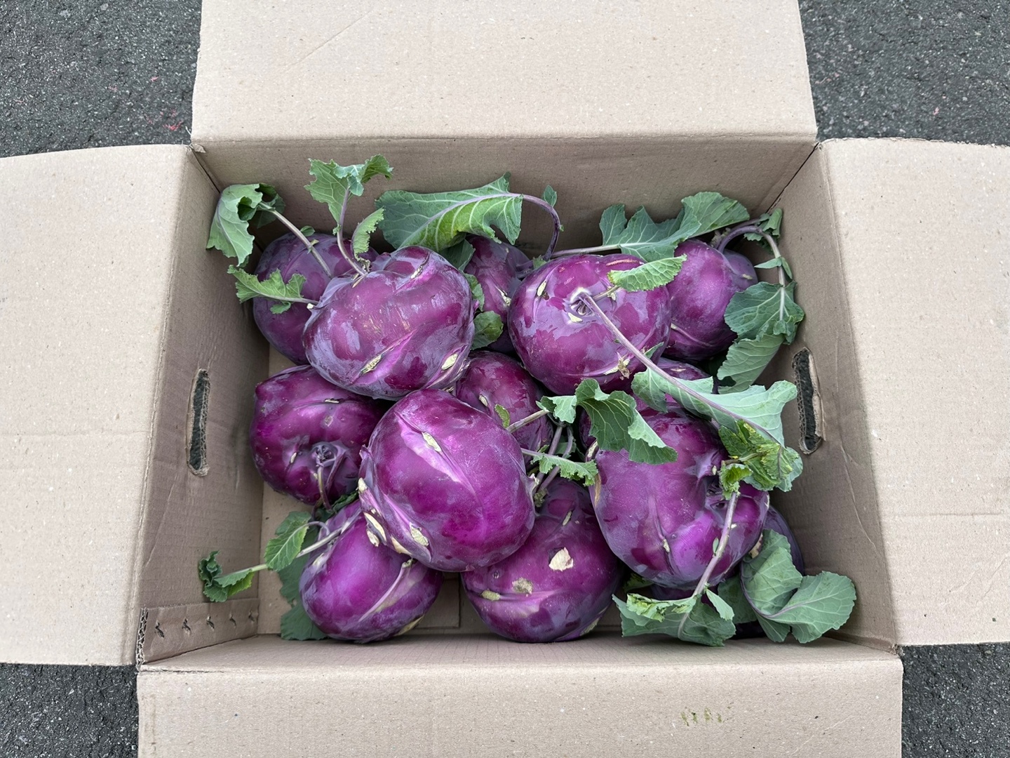 수분 팡팡 아삭한 콜라비 10kg, 1개 이미지 7