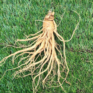 금산인삼 난발삼 파삼 중 난발삼 1채 750g 맛있게 먹은 솔직 후기 - 상품 이미지 3