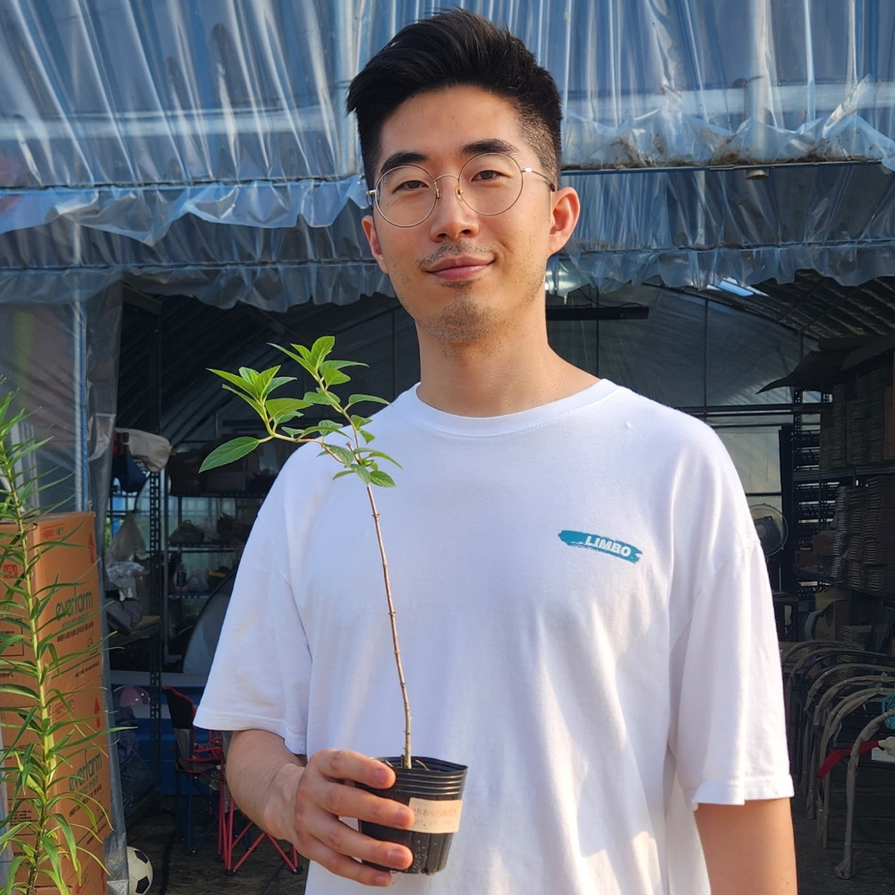 목수국 나무 라임라이트 P9포트묘 - 상세 이미지 4