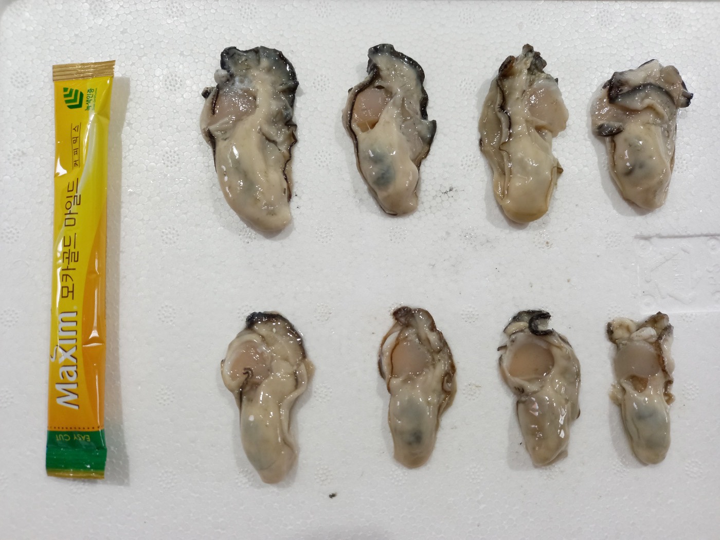 (산지직송)통영 제철 싱싱한 생굴 1kg 알굴 굴무침 - 상세 이미지 5