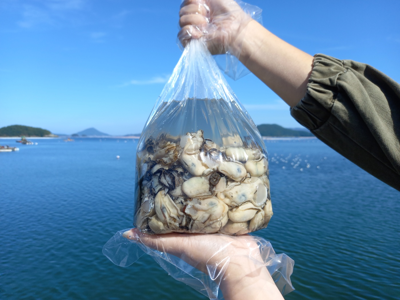 (산지직송)통영 제철 싱싱한 생굴 1kg 알굴 굴무침 - 메인 이미지