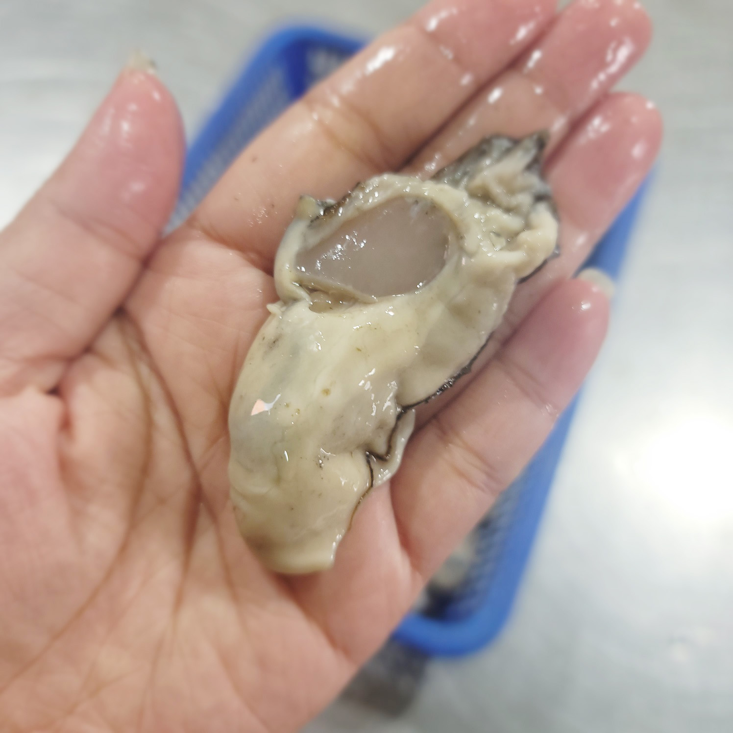 (산지직송)통영 제철 싱싱한 생굴 1kg 알굴 굴무침 - 상세 이미지 2